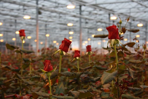 hefboom dwaas regiment Het ultieme Valentijnscadeau: duurzame rozen uit Nederlandse kas:  Glastuinbouw Nederland